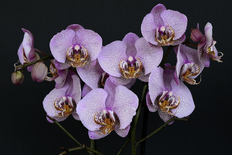 Orchid Flower